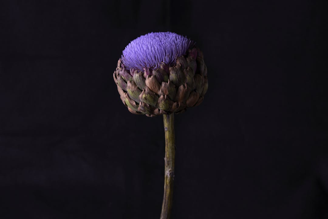 Artichoke Flower_H2_