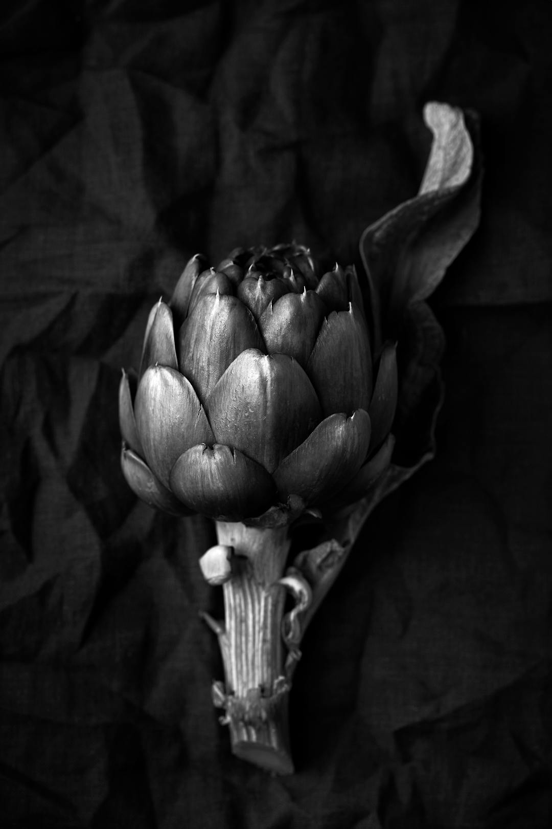 Artichoke_1