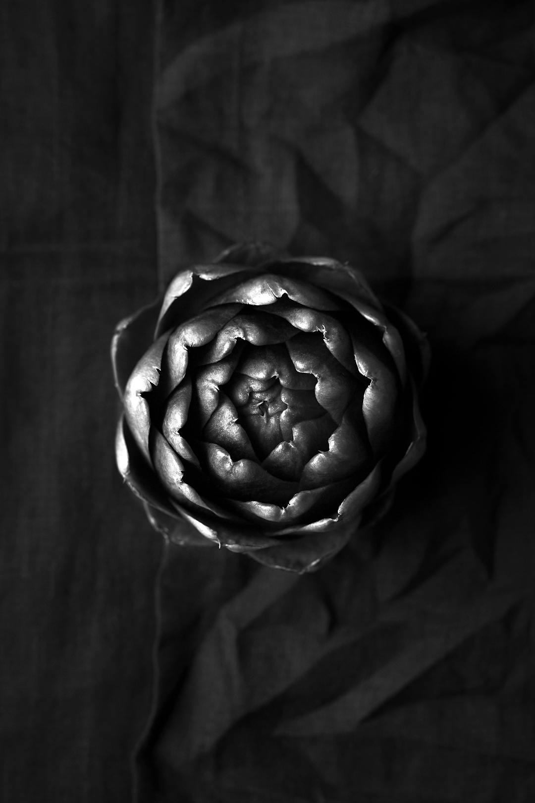 Artichoke_2