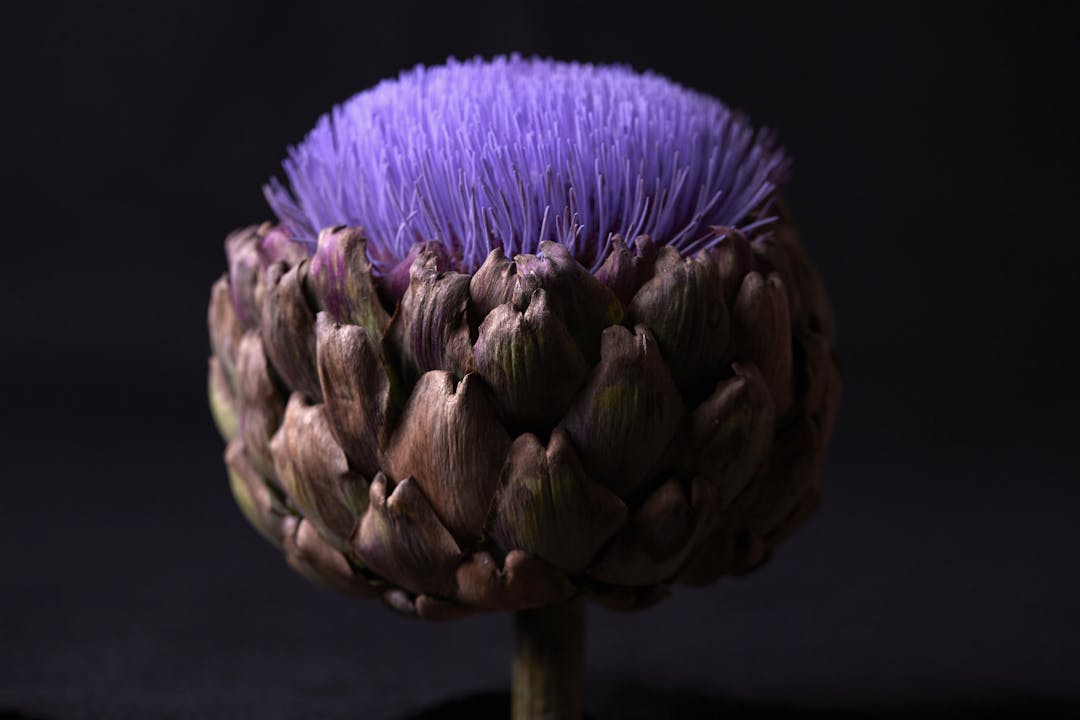 Artichoke_Flower_V