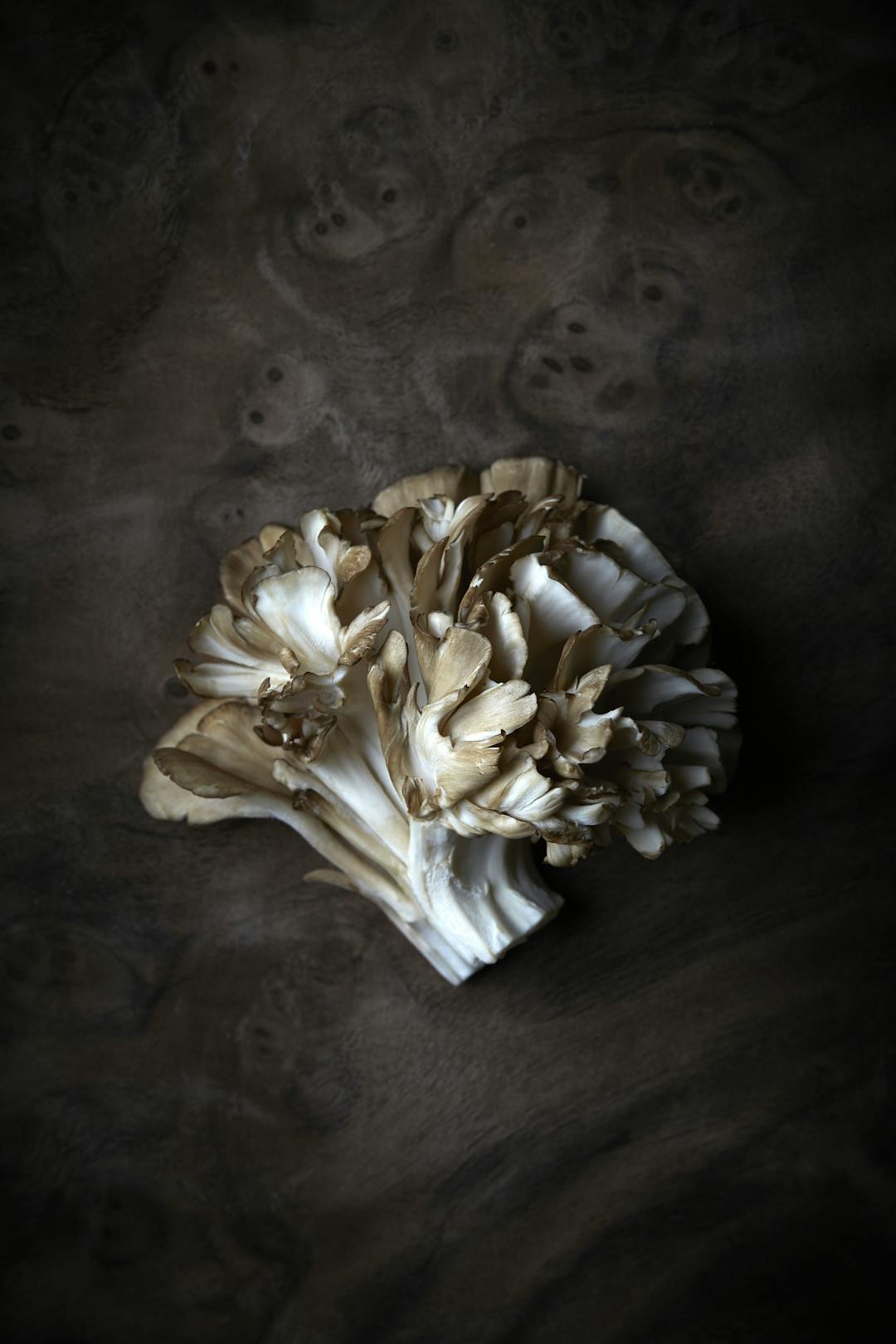 Mushrooms5