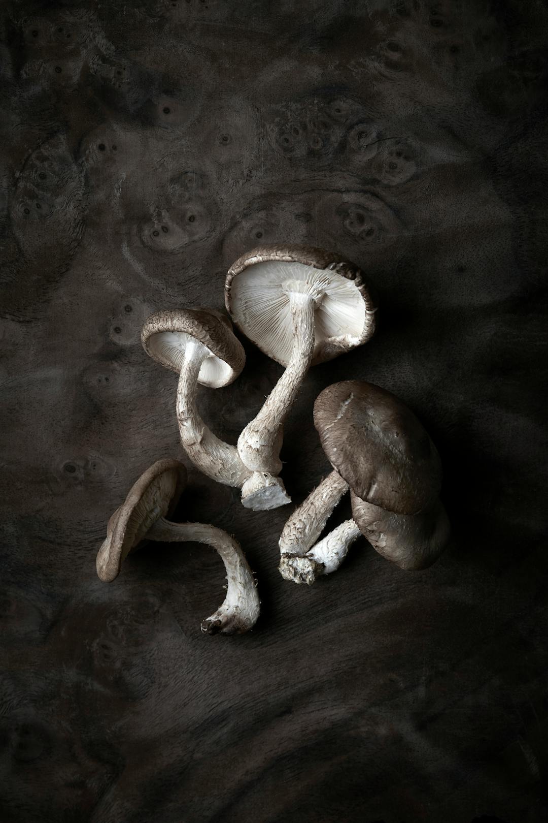 Mushrooms6